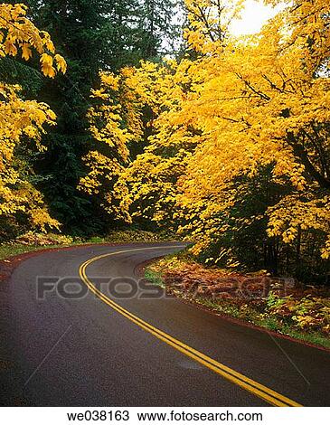 Bigleaf Maple trees in autumn along country road, Willamette National Forest. Lane County, Oregon, USA View Large Photo Image Stock Image - Bigleaf Maple trees in autumn along country road, Willamette National Forest. Lane County, Oregon, USA. Fotosearch