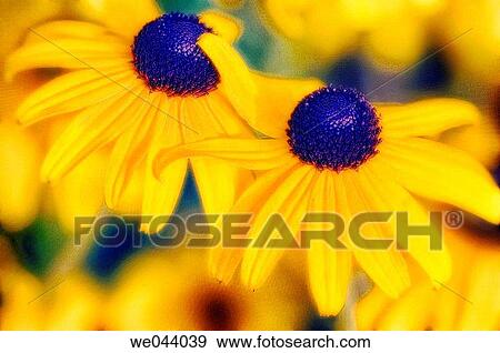 Stock Photo - Black-eyed Susan. Rudbeckia hirta. July. Maryland, USA. Fotosearch
