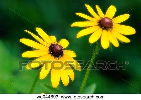 Stock Photo - Black-eyed Susan (Rudbeckia hirta). Maryland, USA, July 2004. Fotosearch