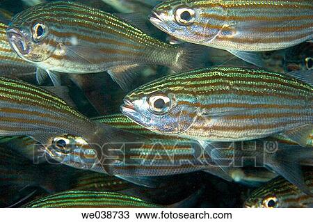 Black-striped Salema (Xenocys jessiae). Galapagos Islands National Park, Ecuador View Large Photo Image Stock Image - Black-striped Salema (Xenocys jessiae). Galapagos Islands National Park, Ecuador. Fotosearch