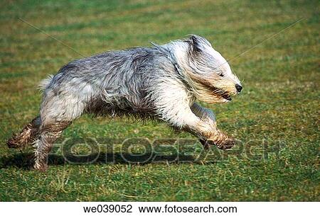 Bobtail View Large Photo Image Stock Image - Bobtail. Fotosearch
