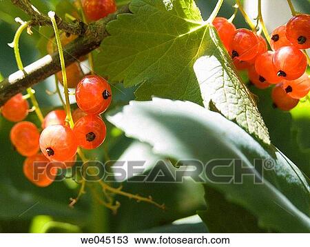 botany, Close-up, currant, day, detail View Large Photo Image Stock Image - botany, Close-up, currant, day, detail. Fotosearch
