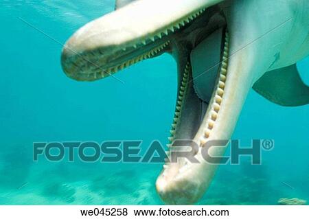 Stock Photo - Bottlenose Dolphins (Tursiops truncatus) Caribbean Sea near Roatan, Honduras. Fotosearch