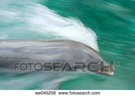 Stock Photograph - Bottlenose Dolphins (Tursiops truncatus) Caribbean Sea near Roatan, Honduras. Fotosearch