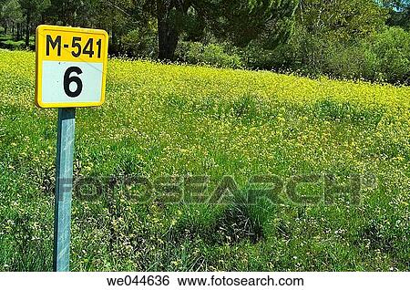 Stock Photograph - Brassica napus, Brassica napus oleifera, Close-up, concept. Fotosearch