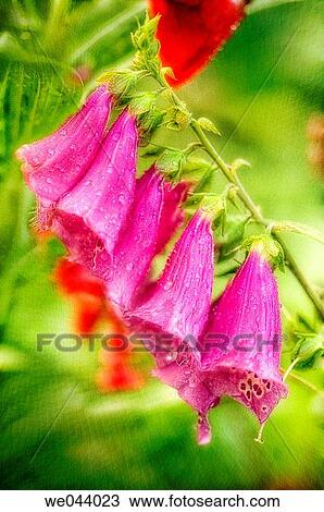 Bright Cherry Colored Foxglove Flowers. Digitalis purpurea. June. Maryland, USA View Large Photo Image Stock Image - Bright Cherry Colored Foxglove Flowers. Digitalis purpurea. June. Maryland, USA. Fotosearch