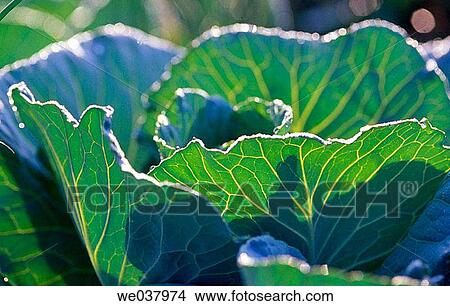 Picture - Cabagge. Fotosearch