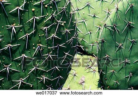 Cactus View Large Photo Image Stock Photo - Cactus. Fotosearch