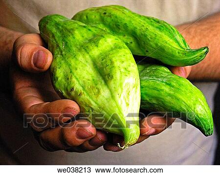 Caigua (Cyclanthera pedata). Tropical vegetable similar to a hollow cucumber. It can be used to make salads or cooked stuffed. View Large Photo Image Stock Image - Caigua (Cyclanthera pedata). Tropical vegetable similar to a hollow cucumber. It can be used to make salads or cooked stuffed.. Fotosearch