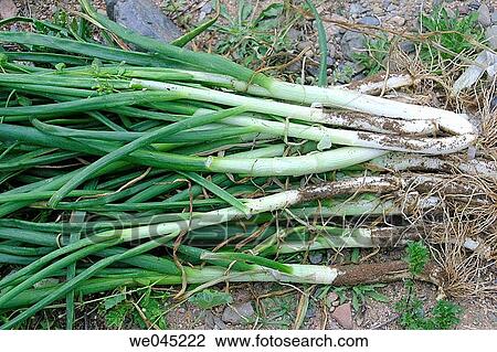 ? Cal? ots? (white onions). Catalonia, Spain View Large Photo Image Stock Image - ? Cal? ots? (white onions). Catalonia, Spain. Fotosearch