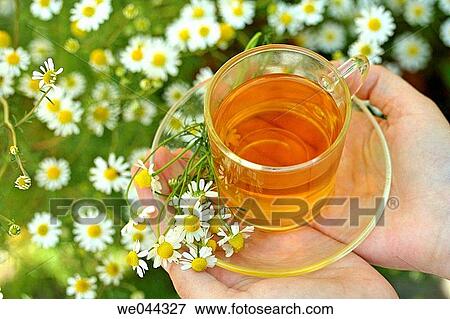 Camomile (Matricaria chamomilla) infusion View Large Photo Image Stock Photo - Camomile (Matricaria chamomilla) infusion. Fotosearch