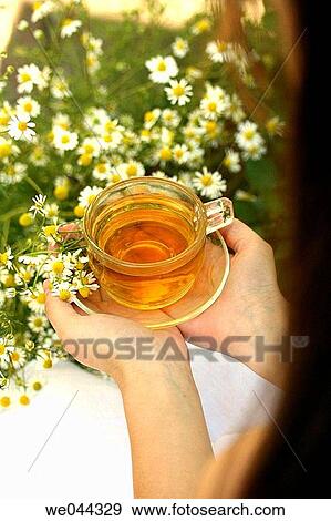 Camomile (Matricaria chamomilla) infusion View Large Photo Image Stock Photo - Camomile (Matricaria chamomilla) infusion. Fotosearch