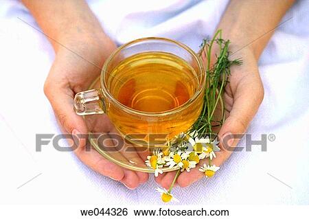 Stock Photograph - Camomile (Matricaria chamomilla) infusion. Fotosearch