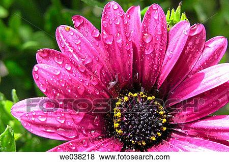 Cape Marigold (Dimorphoteca hybr. ) View Large Photo Image Stock Photo - Cape Marigold (Dimorphoteca hybr. ). Fotosearch