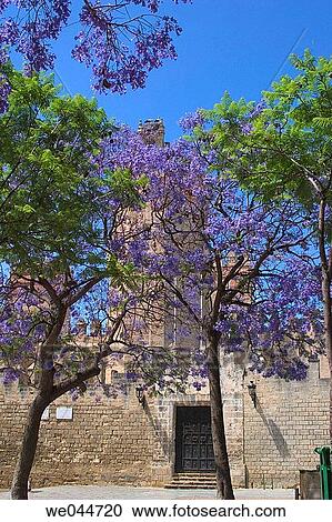 Castle of San Marcos in Plaza de Alfonso X el Sabio with Jacaranda trees at fore, El Puerto de Santa Mar? a. Cßdiz province, Andalusia, Spain View Large Photo Image Stock Image - Castle of San Marcos in Plaza de Alfonso X el Sabio with Jacaranda trees at fore, El Puerto de Santa Mar? a. Cßdiz province, Andalusia, Spain. Fotosearch
