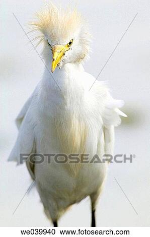 Cattle Egret (Bubulcus ibis) View Large Photo Image Stock Image - Cattle Egret (Bubulcus ibis). Fotosearch