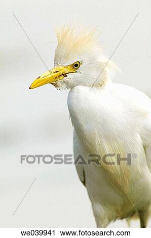 Cattle Egret (Bubulcus ibis) View Large Photo Image Stock Image - Cattle Egret (Bubulcus ibis). Fotosearch