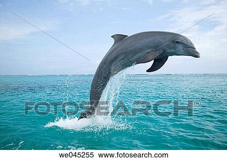 cetacean, activity, animal, agility, agile, action View Large Photo Image Stock Photography - cetacean, activity, animal, agility, agile, action. Fotosearch