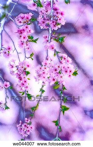 Cherry Blossom. Prunus serrulata, cherry. April. Maryland, USA View Large Photo Image Stock Photo - Cherry Blossom. Prunus serrulata, cherry. April. Maryland, USA. Fotosearch