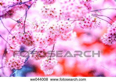 Cherry Blossom. Prunus serrulata, cherry. April. Maryland, USA View Large Photo Image Stock Photo - Cherry Blossom. Prunus serrulata, cherry. April. Maryland, USA. Fotosearch
