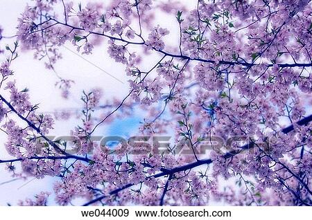 Cherry Blossom. Prunus serrulata, cherry. April. Maryland, USA View Large Photo Image Stock Photo - Cherry Blossom. Prunus serrulata, cherry. April. Maryland, USA. Fotosearch