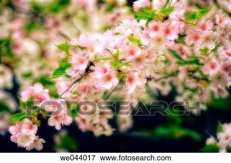 Cherry Blossom. Prunus serrulata, cherry. April. Maryland, USA View Large Photo Image Stock Photo - Cherry Blossom. Prunus serrulata, cherry. April. Maryland, USA. Fotosearch