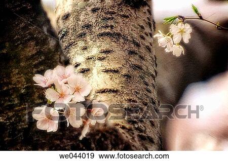 Cherry Blossom. Prunus serrulata, cherry. April. Maryland, USA View Large Photo Image Stock Photo - Cherry Blossom. Prunus serrulata, cherry. April. Maryland, USA. Fotosearch