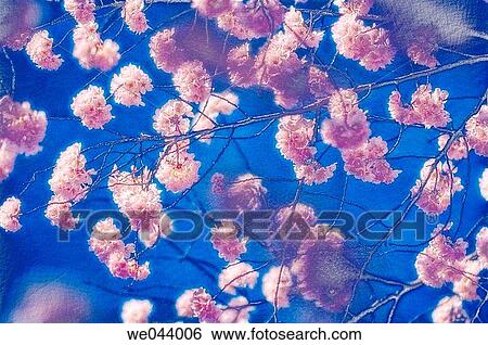 Cherry Blossom. Prunus serrulata, cherry. April. Maryland, USA View Large Photo Image Stock Photograph - Cherry Blossom. Prunus serrulata, cherry. April. Maryland, USA. Fotosearch