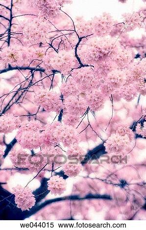 Cherry Blossom. Prunus serrulata, cherry. April. Maryland, USA View Large Photo Image Stock Photography - Cherry Blossom. Prunus serrulata, cherry. April. Maryland, USA. Fotosearch