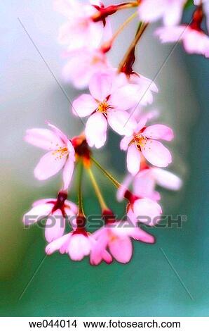 Cherry Blossom. Weeping Higan Cherry. Prunus subhirtella Pendula. April. Maryland, USA View Large Photo Image Picture - Cherry Blossom. Weeping Higan Cherry. Prunus subhirtella Pendula. April. Maryland, USA. Fotosearch