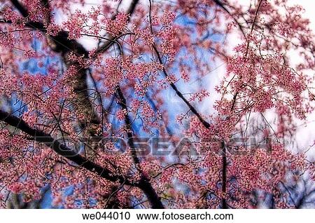 Cherry Blossom. Weeping Higan Cherry. Prunus subhirtella Pendula. April. Maryland, USA View Large Photo Image Stock Image - Cherry Blossom. Weeping Higan Cherry. Prunus subhirtella Pendula. April. Maryland, USA. Fotosearch