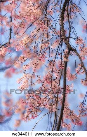 Cherry Blossom. Weeping Higan Cherry. Prunus subhirtella Pendula. April. Maryland, USA View Large Photo Image Stock Image - Cherry Blossom. Weeping Higan Cherry. Prunus subhirtella Pendula. April. Maryland, USA. Fotosearch