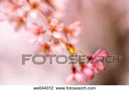 Cherry Blossom. Weeping Higan Cherry. Prunus subhirtella Pendula. April. Maryland, USA View Large Photo Image Stock Image - Cherry Blossom. Weeping Higan Cherry. Prunus subhirtella Pendula. April. Maryland, USA. Fotosearch
