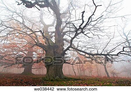 Chestnut trunks in Casta±ar del Tiemblo. Castilla-Le? n. Spain. View Large Photo Image Stock Image - Chestnut trunks in Casta±ar del Tiemblo. Castilla-Le? n. Spain.. Fotosearch
