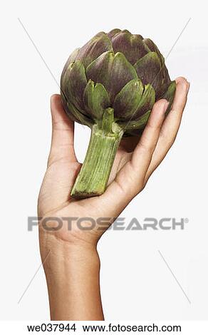 Close-up, Female, cuisine, Artichoke View Large Photo Image Picture - Close-up, Female, cuisine, Artichoke. Fotosearch