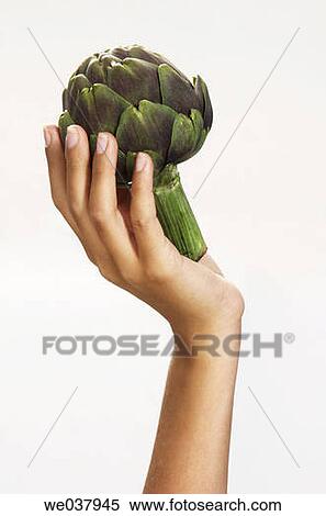 Close-up, Female, cuisine, Artichoke View Large Photo Image Stock Photography - Close-up, Female, cuisine, Artichoke. Fotosearch