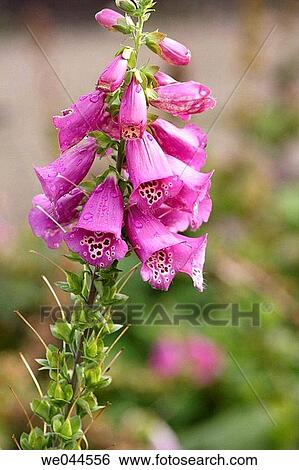 Stock Photograph - Common foxglove (Digitalis purpurea) with waterdrops. Fotosearch