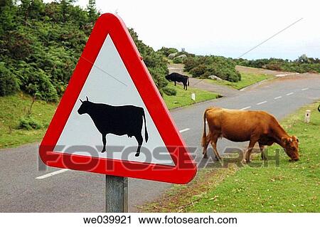 Stock Image - concept, country, cow, danger, day. Fotosearch