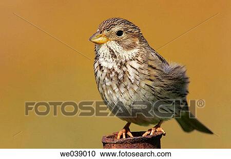 Corn Bunting (Miliaria calandra) View Large Photo Image Stock Image - Corn Bunting (Miliaria calandra). Fotosearch