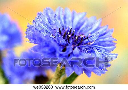Cornflower (Centaurea cyanus) View Large Photo Image Stock Image - Cornflower (Centaurea cyanus). Fotosearch