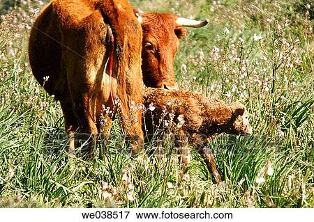 Cow and newborn calf. Tarifa, Cßdiz province, Andalusia, Spain View Large Photo Image Stock Photo - Cow and newborn calf. Tarifa, Cßdiz province, Andalusia, Spain. Fotosearch
