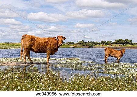 Cow. Brozas, Caceres province. Extremadura, Spain View Large Photo Image Stock Photograph - Cow. Brozas, Caceres province. Extremadura, Spain. Fotosearch