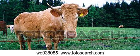 Cow. Lam. Bavarian Forest. Upper Palatinate / Oberpfalz. Bavaria. Germany. View Large Photo Image Stock Photography - Cow. Lam. Bavarian Forest. Upper Palatinate / Oberpfalz. Bavaria. Germany.. Fotosearch