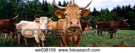 Cow. Lam. Bavarian Forest. Upper Palatinate / Oberpfalz. Bavaria. Germany. View Large Photo Image Stock Photography - Cow. Lam. Bavarian Forest. Upper Palatinate / Oberpfalz. Bavaria. Germany.. Fotosearch