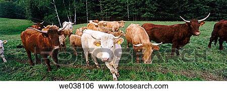 Stock Photograph - Cows. Lam. Bavarian Forest. Upper Palatinate / Oberpfalz. Bavaria. Germany.. Fotosearch