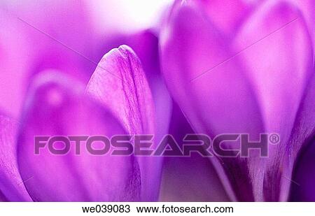 Crocus (Crocus sp. ) View Large Photo Image Stock Image - Crocus (Crocus sp. ). Fotosearch