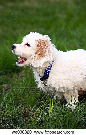 Stock Image - Cuckapoo puppy yawning. Fotosearch