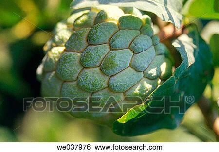 Custard apple View Large Photo Image Stock Photograph - Custard apple. Fotosearch