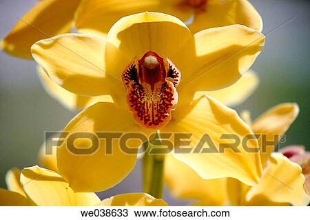 Daffodil. The Netherlands View Large Photo Image Stock Image - Daffodil. The Netherlands. Fotosearch