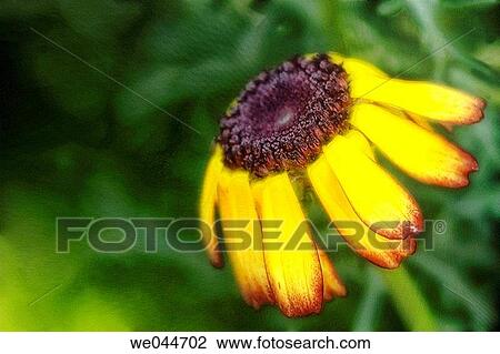 Daisy (Chrysanthemum carinatum). Maryland, USA, July 2004 View Large Photo Image Stock Image - Daisy (Chrysanthemum carinatum). Maryland, USA, July 2004. Fotosearch